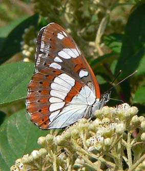 Blauweijsvogelvlinder080605